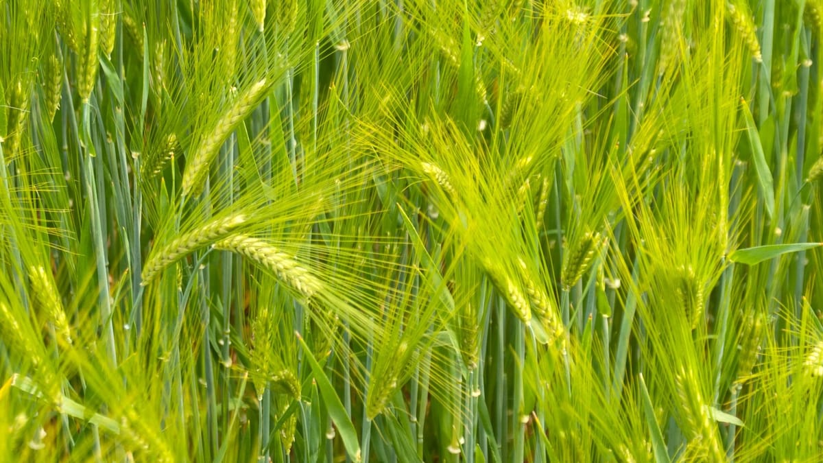 Barley (Hordeum Vulgare)