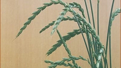 Spelt (Triticum Spelta)