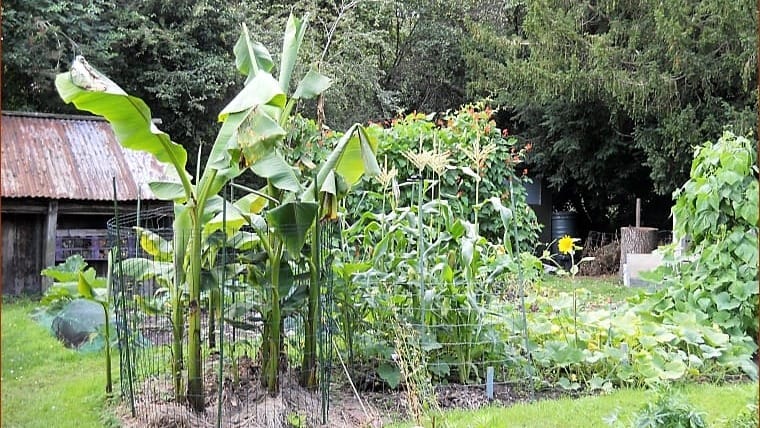 The Banana Plants in Summer