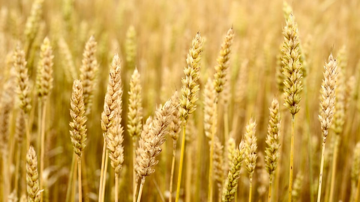 Triticum Species of Wheat