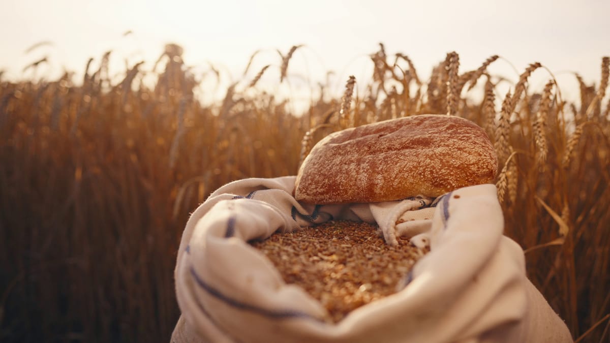 Varieties of Bread Wheat