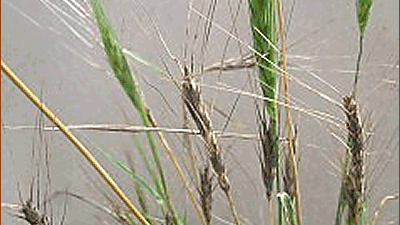 Wild Einkorn