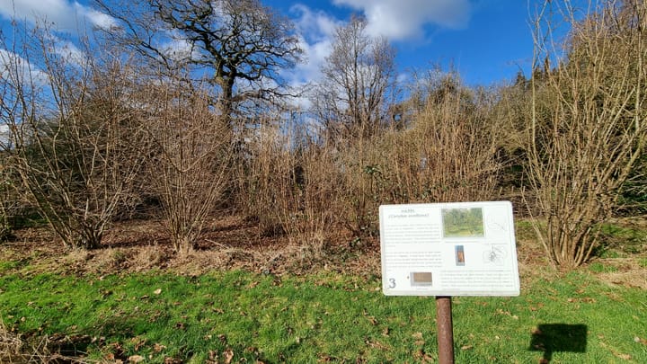 The Hazel Coppice