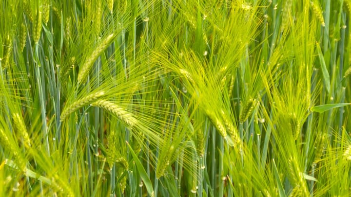 Barley (Hordeum Vulgare)