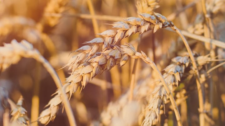 Wheat (Triticum Aestivum)