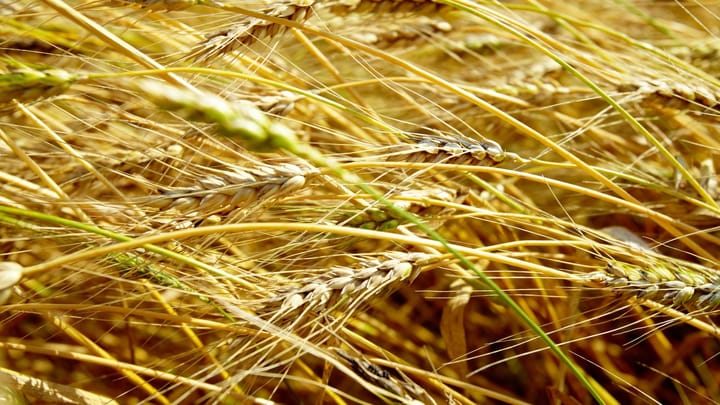 Bearded Wheat (Triticum Aestivum)